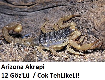 types-of-arizona-scorpions-3.jpg
