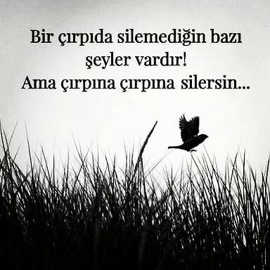A15aae034835668e1d12e1a2983b4f1f