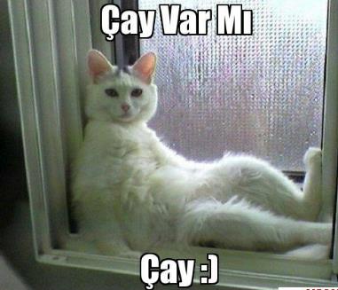 Cayy