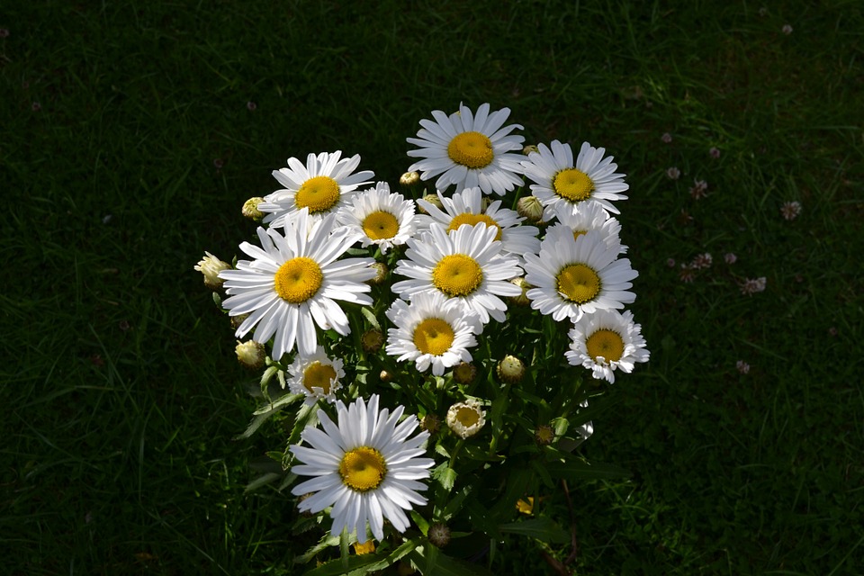 Daisy 267392 960 720