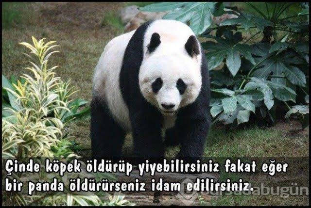 Images 4