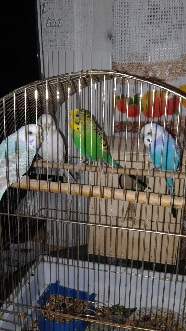 IMG 20180126 WA0005