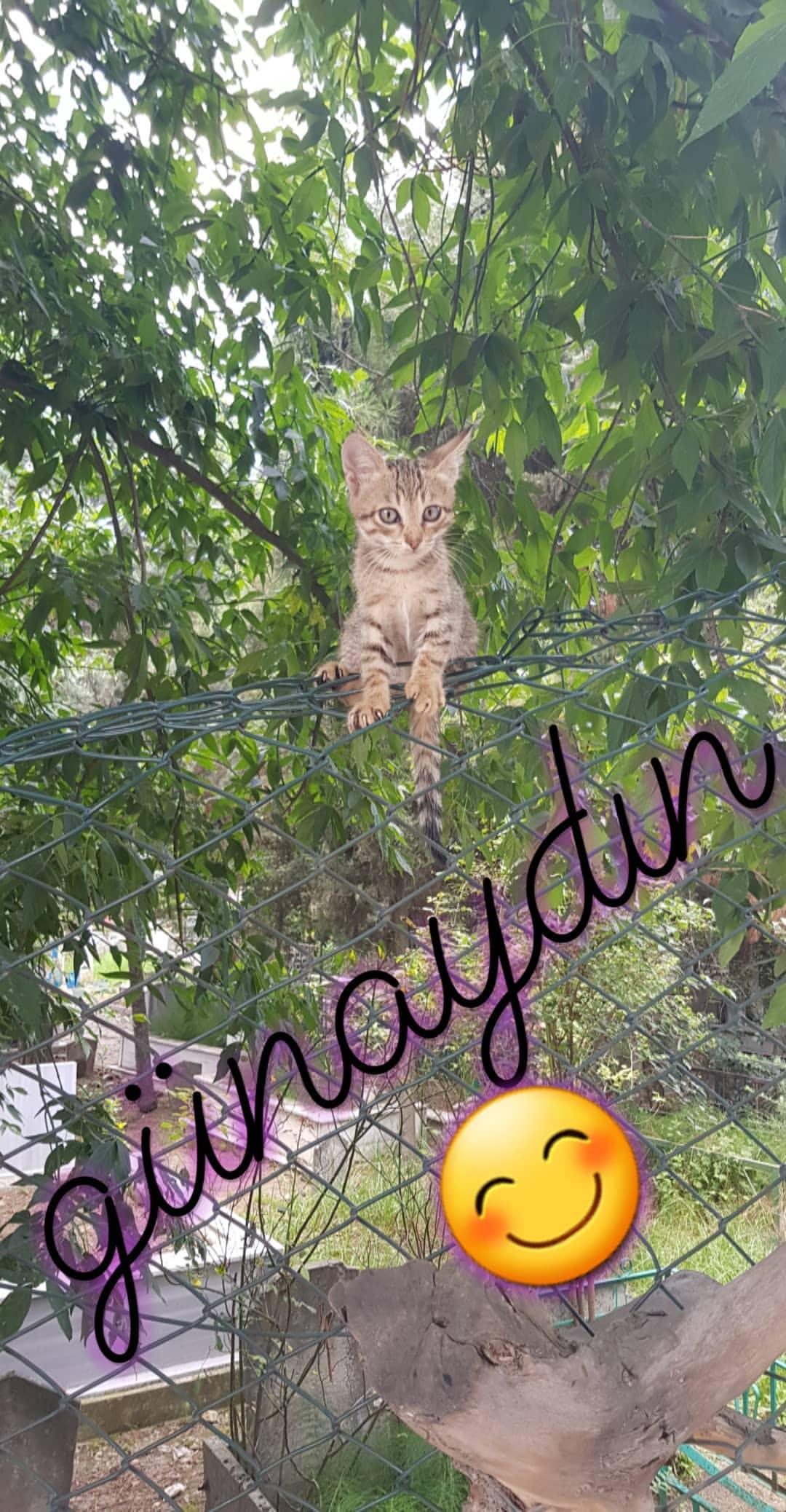 IMG 20180718 081337 283