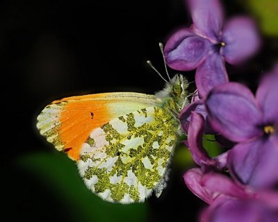 Kelebek 19 20120519061929