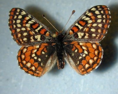 Kelebek 5 20120519061929