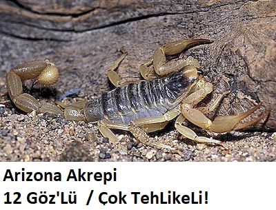 Types of arizona scorpions 3
